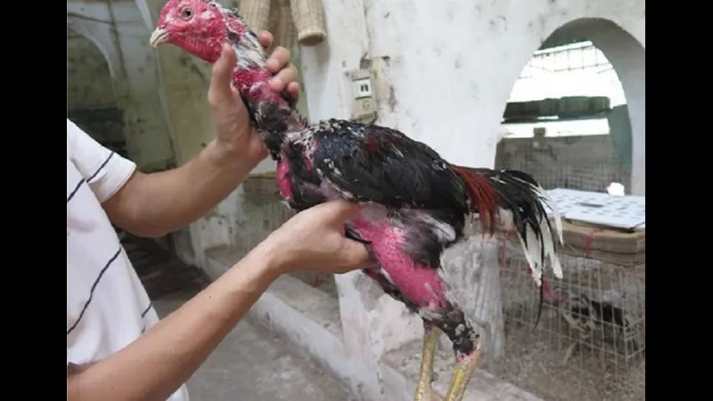 Nhóm gà trống chăn nuôi ngoại ô