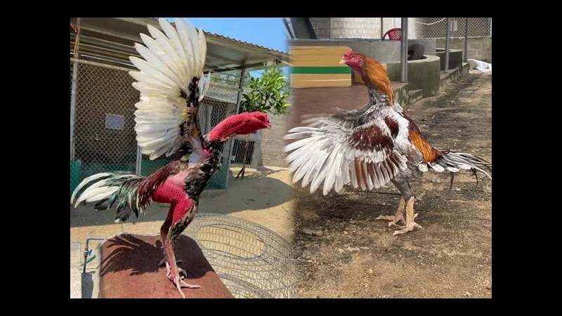 Thảo dược tự nhiên