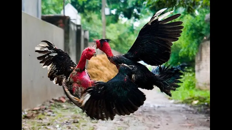 Bước 1: Xác định trạng cân và lên