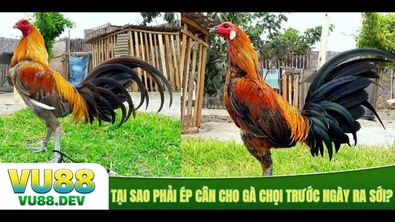 Ghi chú trọng lượng theo dõi