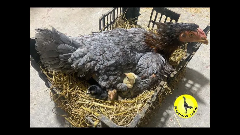 Vitamin và khoáng chất cần thiết Vitamin và khoáng chất cần thiết