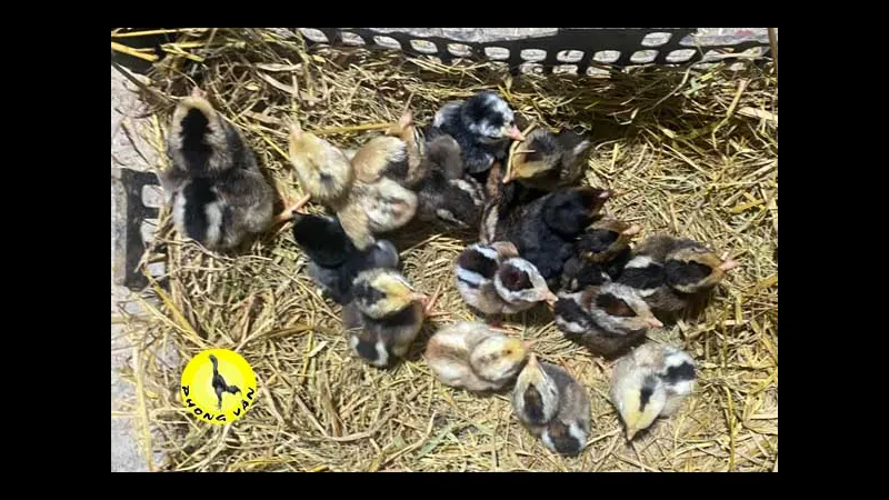 Chickens receiving vaccination shots when newly hatched Chickens receiving vaccination shots when newly hatched