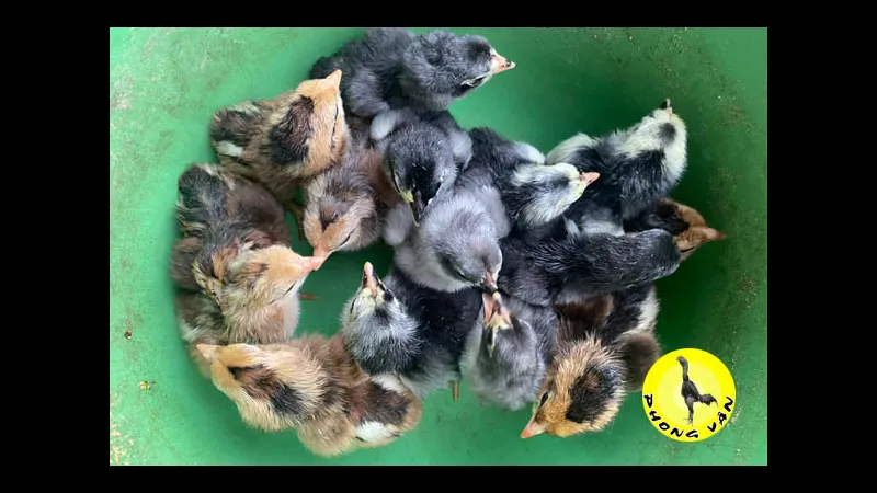 Thức ăn cho gà con trong tuần đầu Thức ăn cho gà con trong tuần đầu