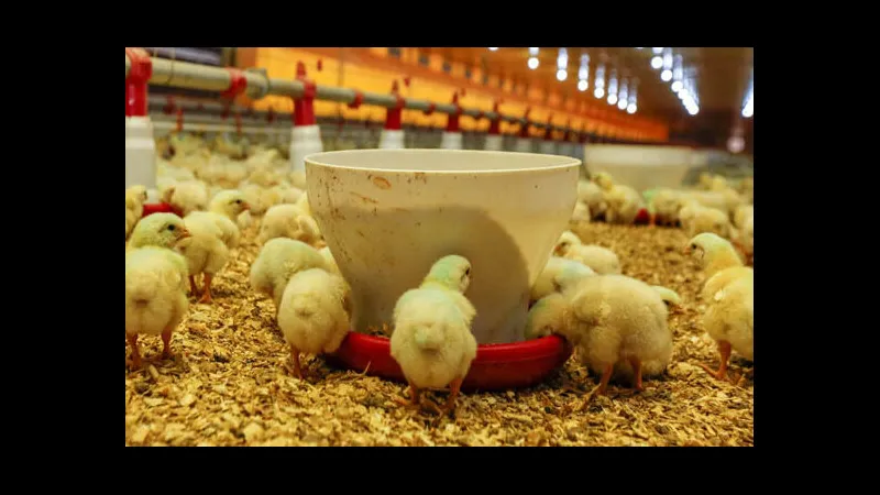 Trang thiết bị cần thiết Trang thiết bị cần thiết