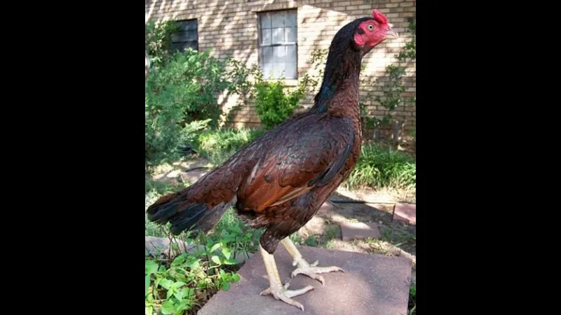 Bí quyết trở thành nài gà chuyên nghiệp