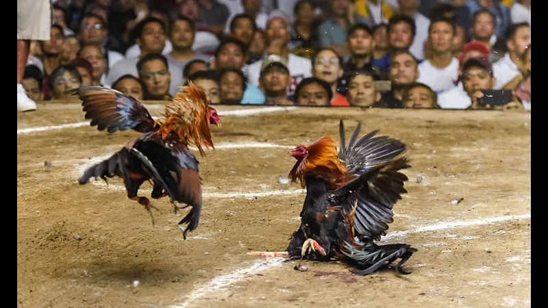 Huấn luyện và chăm sóc gà đá