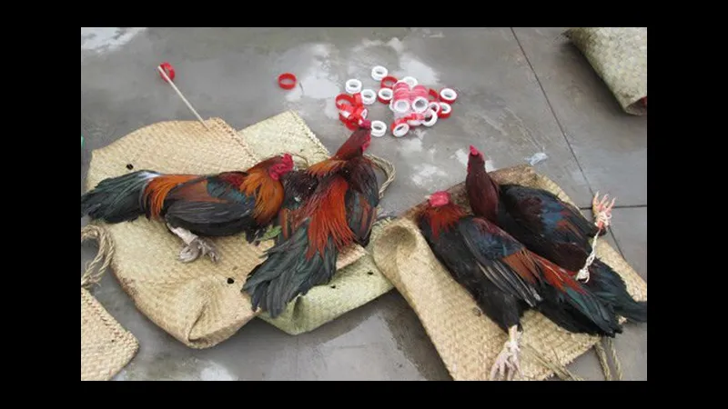 Kỹ thuật đổ gà lai xa