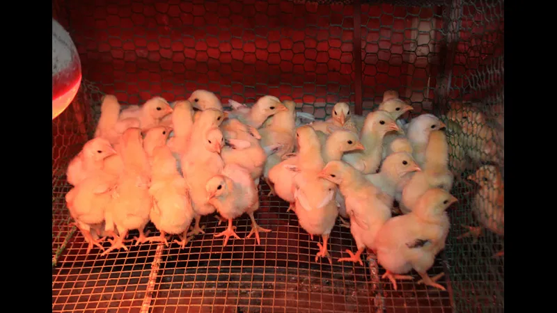 Phương pháp chăm sóc sức khỏe cho gà