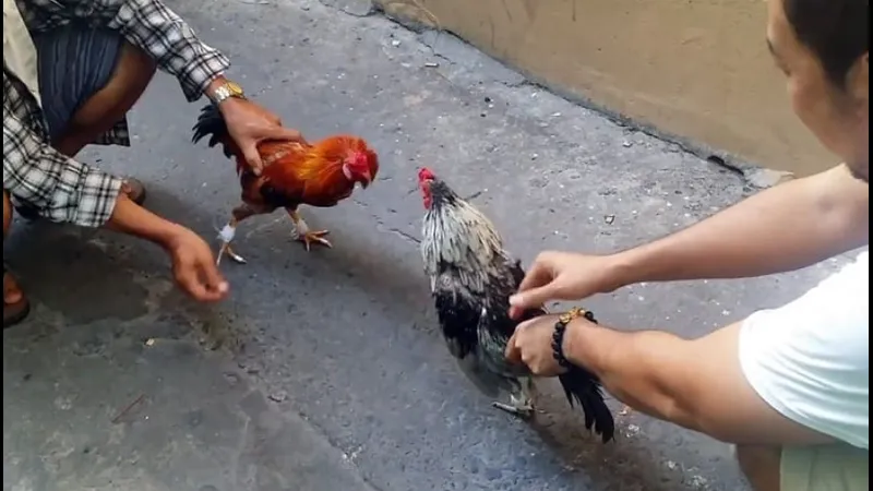 Kỹ thuật sửa gà đóng vai trò quan