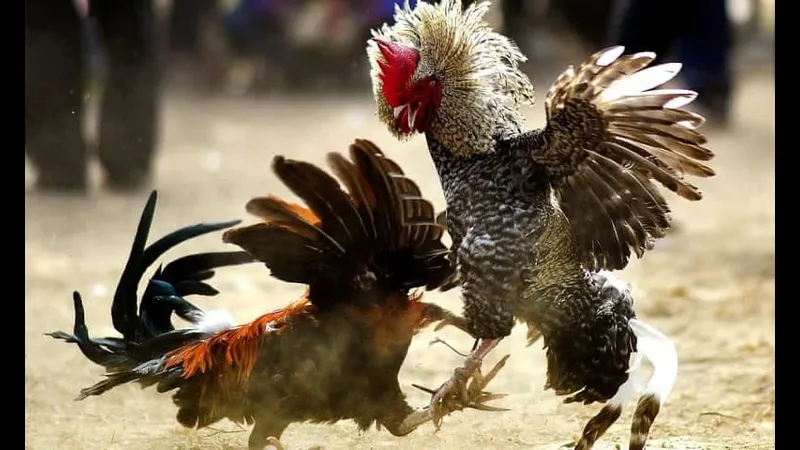 Đá lườn trải dài trên lối đi