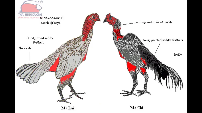 Lối đá mé rợp bóng cây xanh