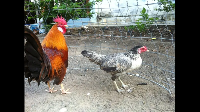 Gà đá Mỹ cựa sắt đặc trưng