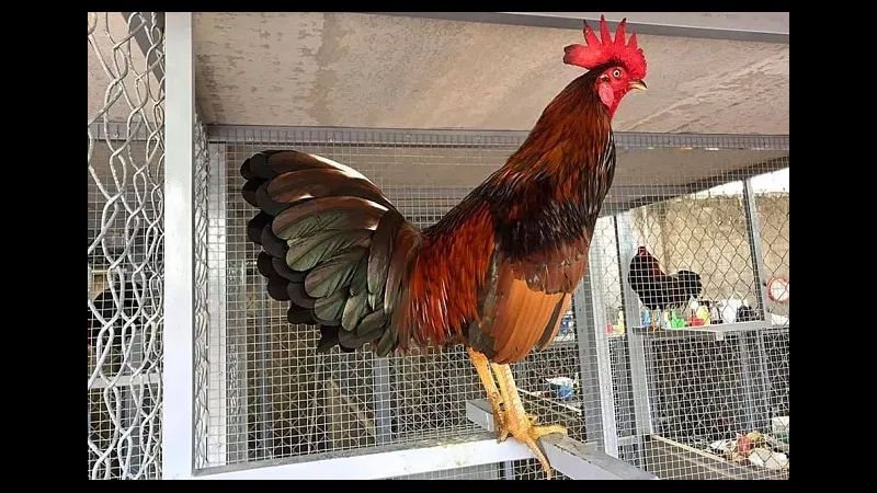 Bệnh viện cho gà đá Mỹ cựa sắt