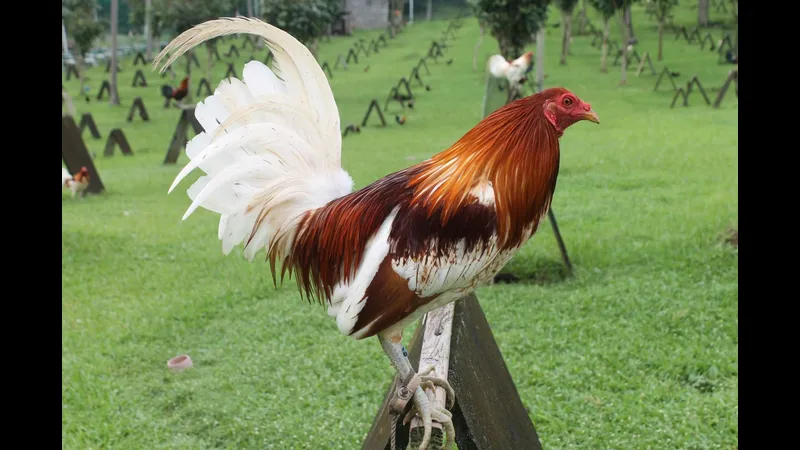 Giai đoạn trên 6 tháng